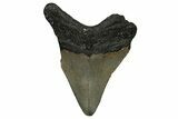 Bargain, Fossil Megalodon Tooth - North Carolina #338571-1